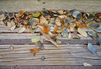 foglie-sparse