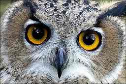 owl.jpg - 15.79 kb