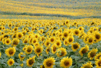 sunflower.gif - 22.54 kb