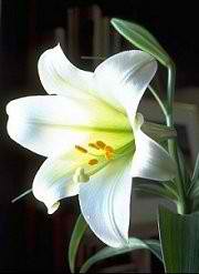 white-lily