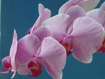 fiore-orchidea
