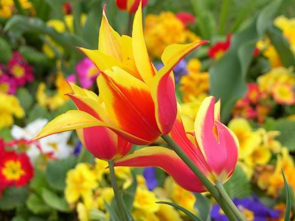tulipani-amore