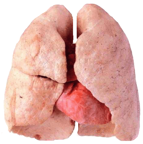 polmoni-non-fumatore-3d.gif - 128.89 kb