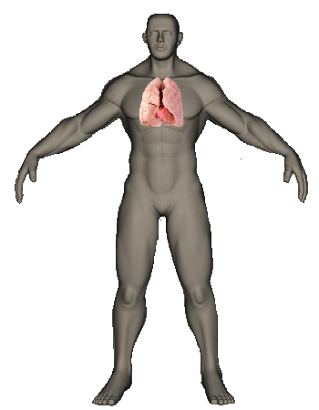 uomo-parte-dei-polmoni.gif - 34.91 kb