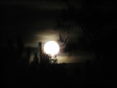 notte-luna-piena.jpg - 14.4 kb