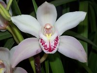 orchidea.jpg - 7.97 kb