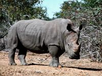 rinoceronte1244.jpg - 11.7 kb