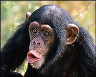 scimpanze.jpg - 18.12 kb