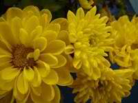 chrysanthemum