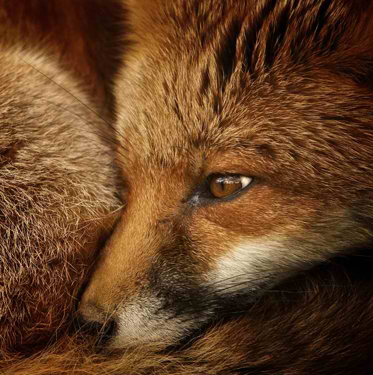 fox