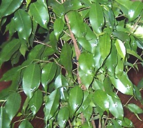 ficus