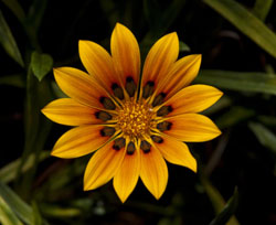 fiore-del-sole