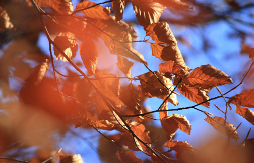 foglie-di-autunno