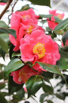 rosa-di-primavera