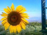 girasole-mare"