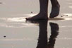 piedi-nude