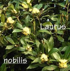 laurusnobilis