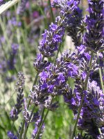 lavanda