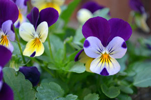 viola-tricolor